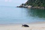 Endangered sea turtle returned to ocean