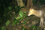 Thua Thien-Hue: Endangered muntjacs spotted in Phong Dien Nature Reserve