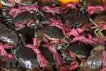 Ca Mau: Nam Can crab, U Minh Hot Pot named among Vietnam’s Top 100 specialties