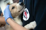  Quang Nam: Hoi An says no to slaughtering cats, dogs for meat