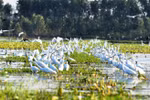 Photo contest on conservation, sustainable use of wetlands calls for entries