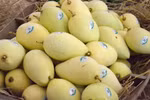More than 5,000 ha of mango in Dong Thap granted area codes for export
