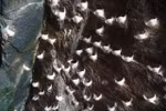 Cham Islands’ bird's nest products get GI certification