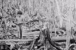 Impact of catastrophic Agent Orange disaster still lingers