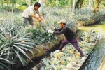Kien Giang invests efforts in conserving rare genetic resources