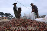 Vietnam's coffee exports to RoK likely to increase 