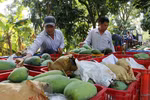Trade surplus from agro-forestry-fisheries hit 1.37 billion USD in two months
