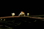 New species of plants found in Lam Dong province
