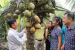 Tra Vinh’s wax coconut enters Australian market 