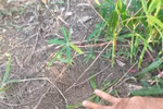 Wild elephants re-appear in Gia Lai province