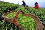 Vietnam’s tea exports to Australia surge 