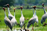Red-crowned cranes return to Mekong Delta