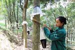 Rubber exports rocket in two months
