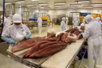 Vietnam’s tuna export has bright prospect 