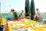Binh Thuan fishing industry thrives amid pandemic