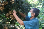 Vietnamese agricultural products favoured in choosy EU market