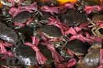 Sea crab breeding - A new option for Tra Vinh farmers