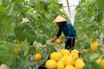 Australia helps Vietnam develop hi-tech agriculture
