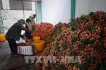 Vietnamese lychees reach EU consumers through e-commerce platform