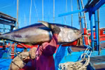 Vietnam’s tuna exports drop sharply in August