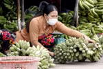 Ca Mau works to increase banana value, output