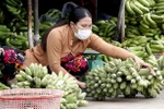 Ca Mau works to increase banana value, output