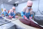 Vietnam’s tuna exports to EU see strong surge thanks to EVFTA