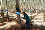 Rubber group aims for higher profit in 2024