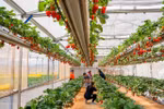 Da Lat strawberry recognised among top ten specialties of Vietnam