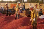 It is forecast that coffee output will continue to decrease by about 20% in the upcoming crop year. (Photo: vneconomy.vn)