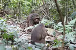 Two stump-tailed macaques (Macaca arctoides) released into Pu Huong Nature Reserve (Photo: VNA)