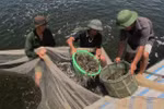 Ca Mau rice-shrimp cultivation model receives BAP certification