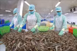 H1 agro-forestry-fishery trade surplus grows over 62%