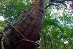 Con Dao national park recognized for heritage trees