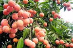 Experts stress need to promote fruit sales as peak season arrives