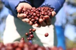 Coffee exports exceed 3 billion USD in H1 