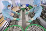 Shrimps processed for export at Minh Phu Seafood Corp (Photo: VNA)