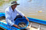 Rice-shrimp cultivation has proved its efficiency in climate change adaption and income improvement (Photo: VNA)