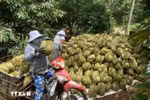 Harvesting organically-produced durians. (Photo: VNA)