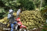 Harvesting organically-produced durians. (Photo: VNA)