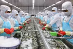 Vietnam ships nearly 2 billion USD worth of shrimp aboard during January-July. (Photo: nhandan.vn)