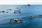 Cage fish farming in Ninh Hai district, Ninh Thuan province. (Photo: VNA)