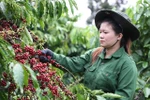 A worker harvests coffee in the Central Highlands province of Dak Lak. (Photo: VNA)