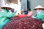 Coffee growers choose coffee beans for exports in the Central Highlands province of Đak Lak. (Photo: VNA) 