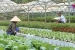Da Nang prepares for Tet flower season