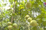 Vietnamese pomelo gets green light to enter US market
