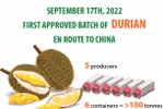 First approved batch of Vietnamese durians en route to China