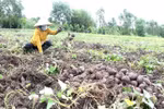 Sweet potato to be officially exported to China