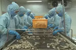 Vietnam named among leading sources of seafood supply for US