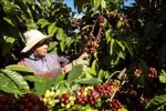 Coffee is among of the seven commodities posting export value of over 1 billion USD in H1. (Photo: VNA)